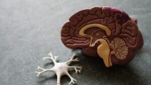 A cross section of a plastic brain